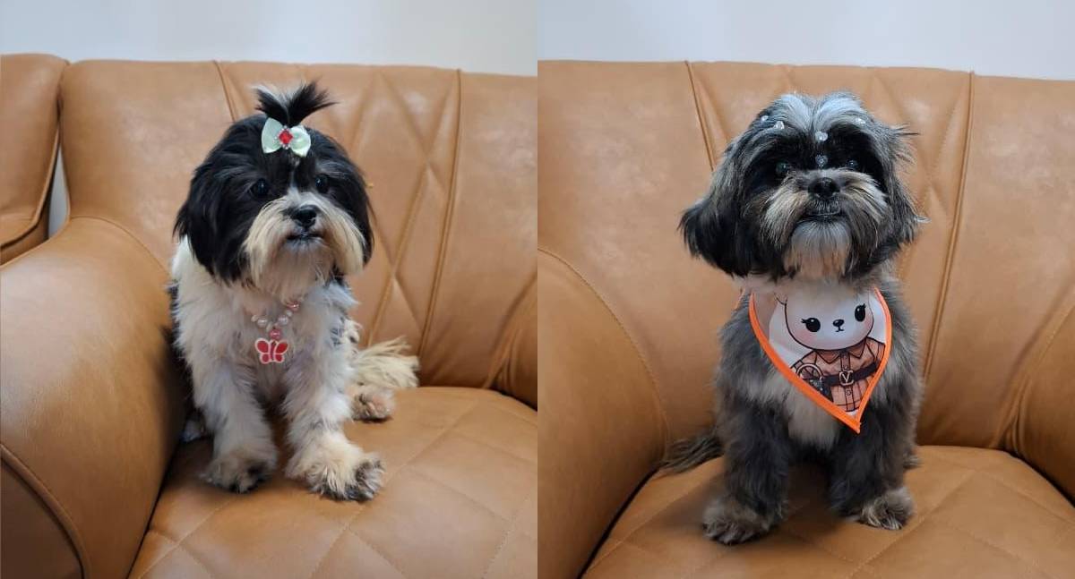 Operação “Abomination” da Polícia Federal resulta em liminar que proíbe abusador de cães de manter animais sob sua guarda