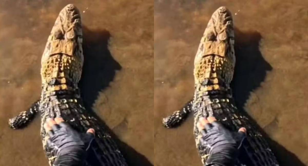 Pescador resgata jacaré fisgado por engano no Rio Guaporé em RO