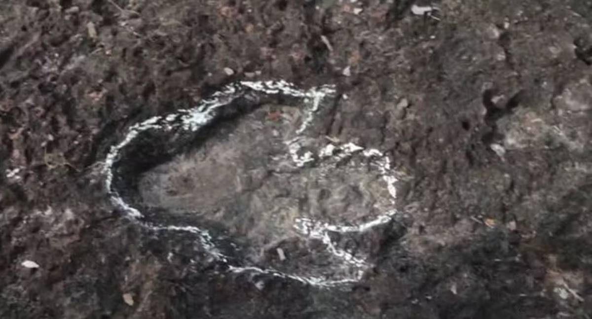 Pesquisadores descobrem pegadas de dinossauros na Amazônia