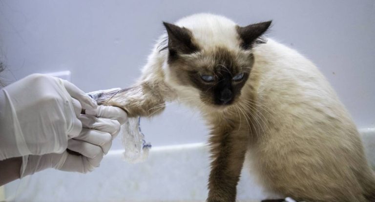 Porto Velho inaugura clínica de bem-estar animal com atendimentos gratuitos