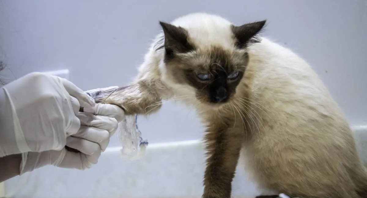 Porto Velho inaugura clínica de bem-estar animal com atendimentos gratuitos