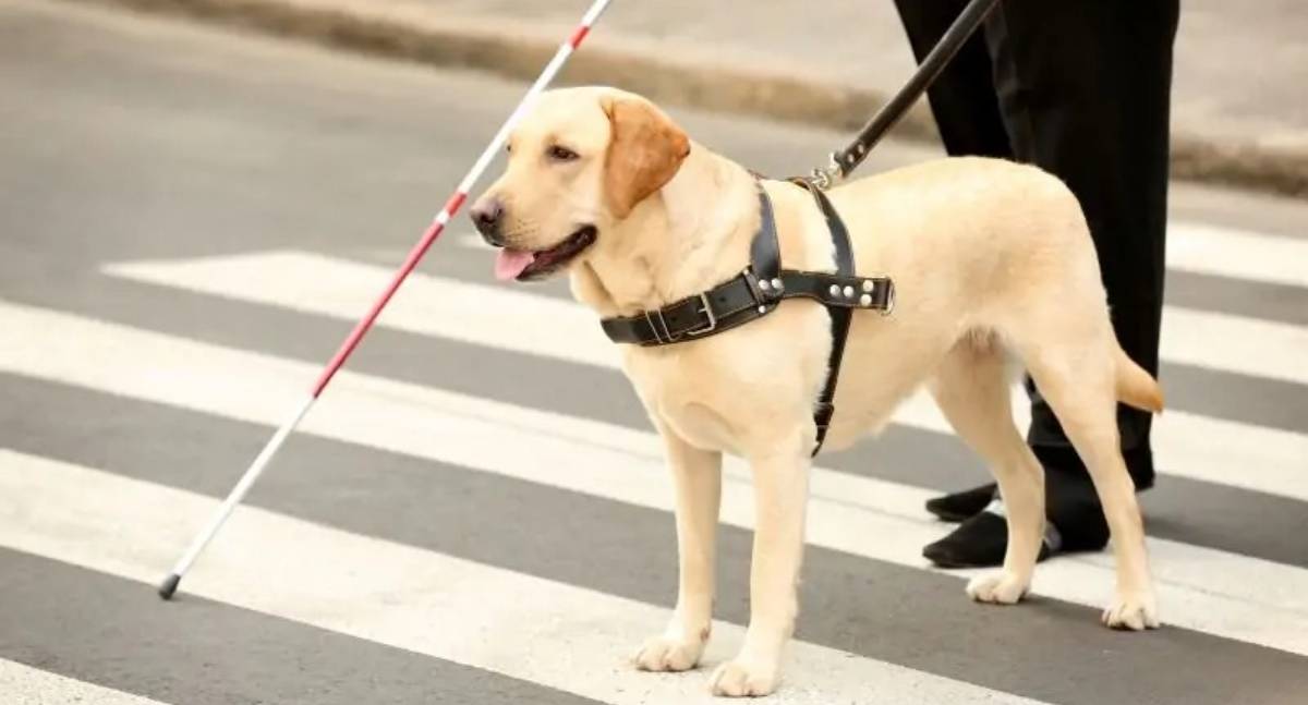 Prefeitura abre consulta pública sobre lei que regulamenta uso de cão-guia