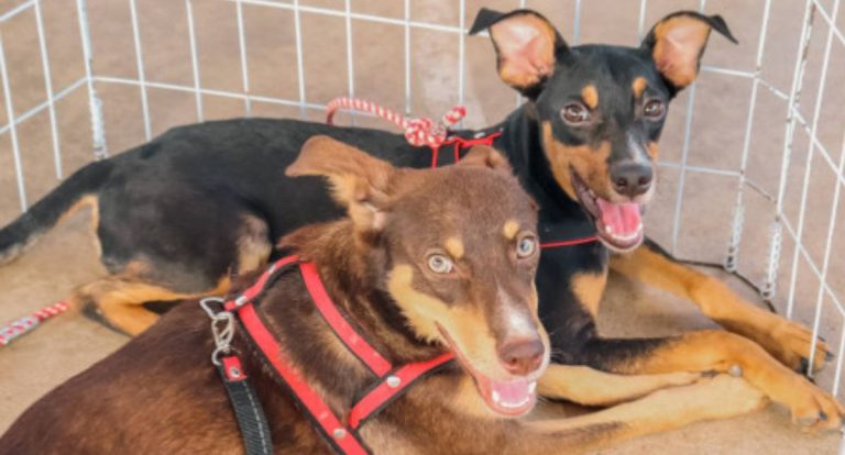Prefeitura inaugura primeira clínica veterinária gratuita de Porto Velho nesta quarta-feira (29)