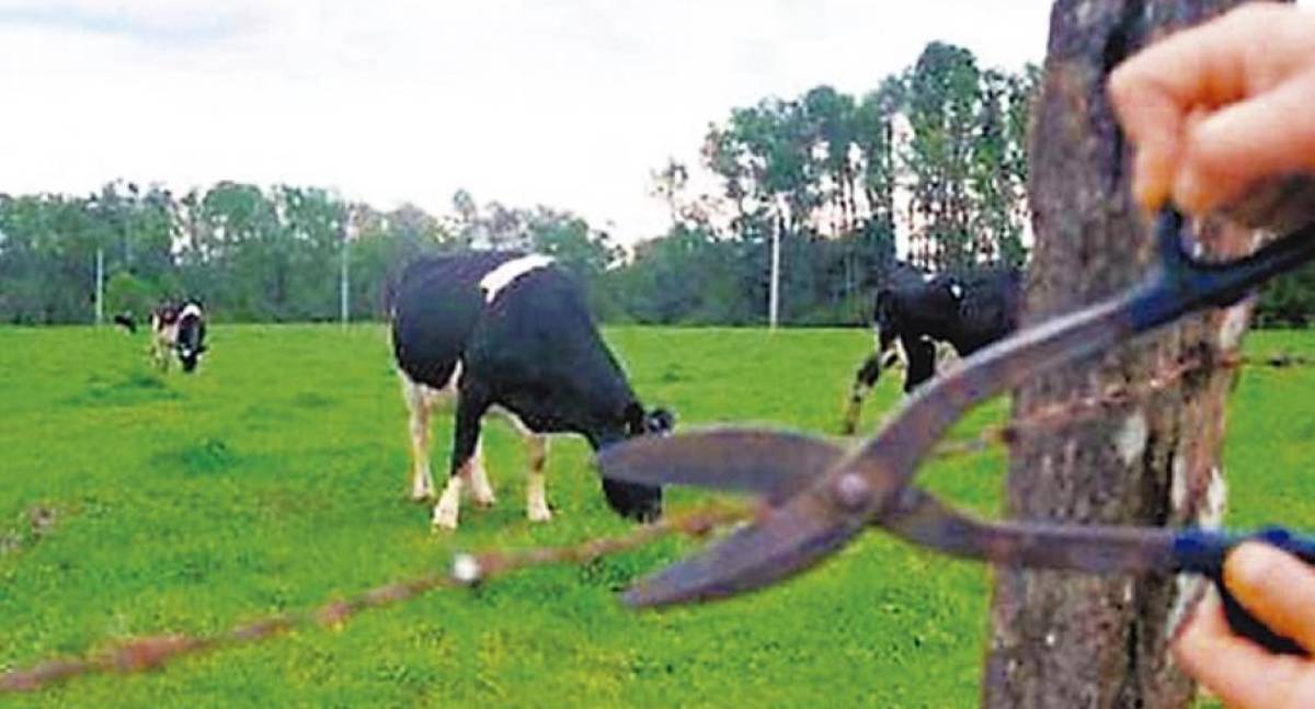 Produtor rural registra desaparecimento de gado e suspeita de furto em Rondônia