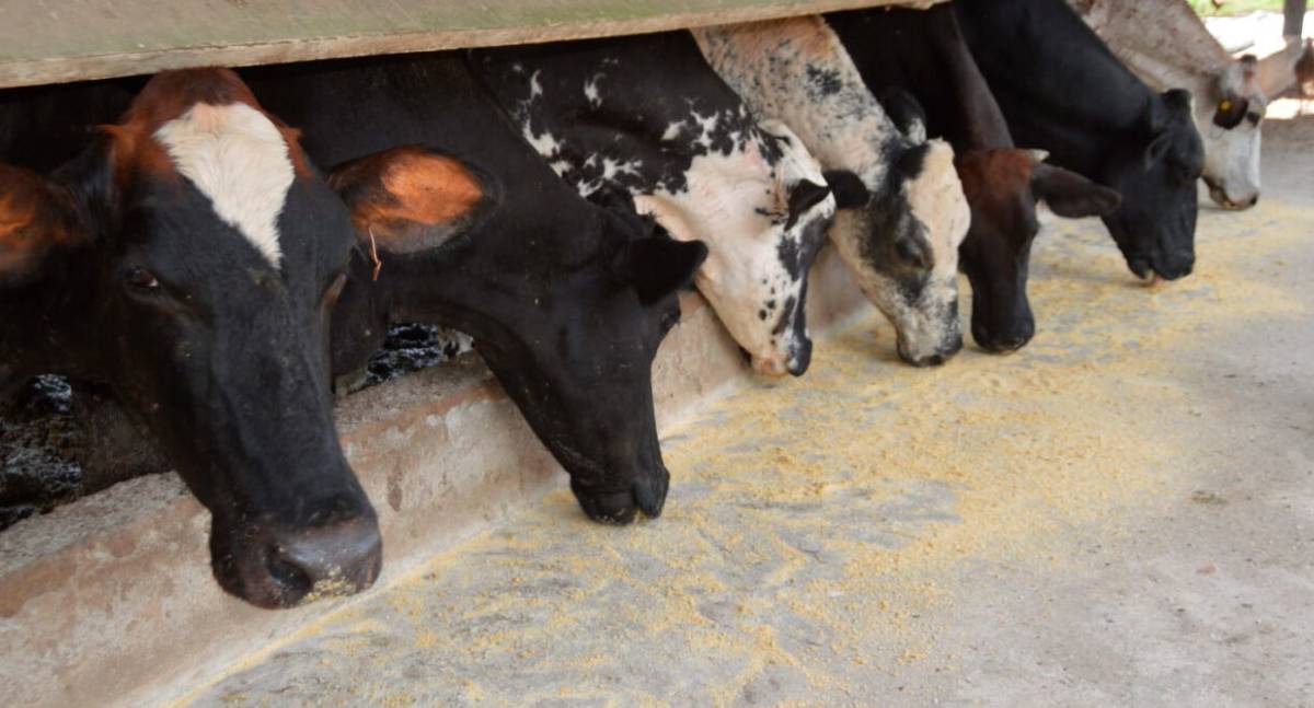 Programa Consultec-Leite contribui para reconhecimento internacional em pesquisa agropecuária pela FAO