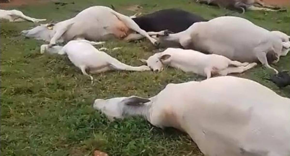 Raio mata 24 animais eletrocutados em fazenda de Seringueiras