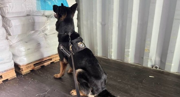 Receita Federal e Polícia Federal apreendem quase meia tonelada de cocaína no Porto de Santos