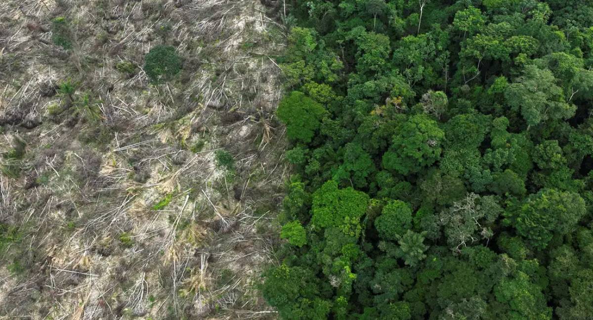 Restauração florestal em países tropicais pode gerar até US$ 100 bilhões anuais