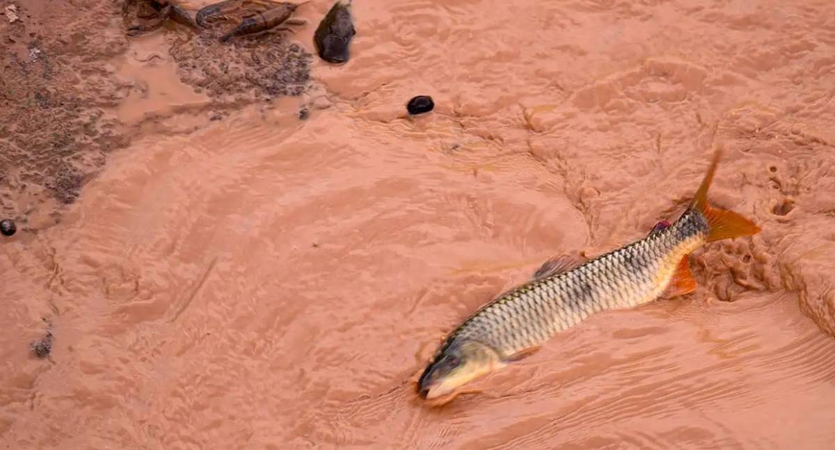 Samarco e Vale são multadas em mais de R$ 1,8 bilhão