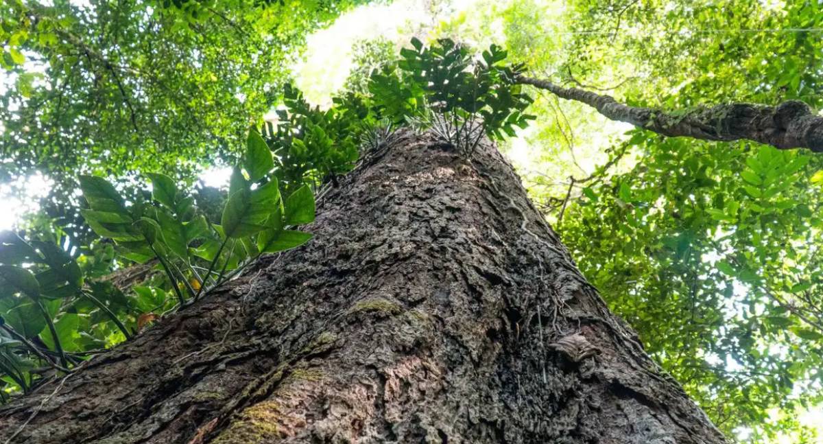 Setores público e privado pedem pacto para Código Florestal