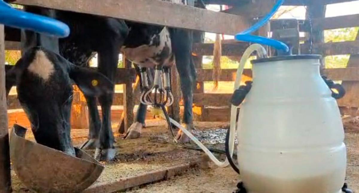 Sítio destaque no programa Consultec-Leite se torna referência em produtividade no município de Cacoal