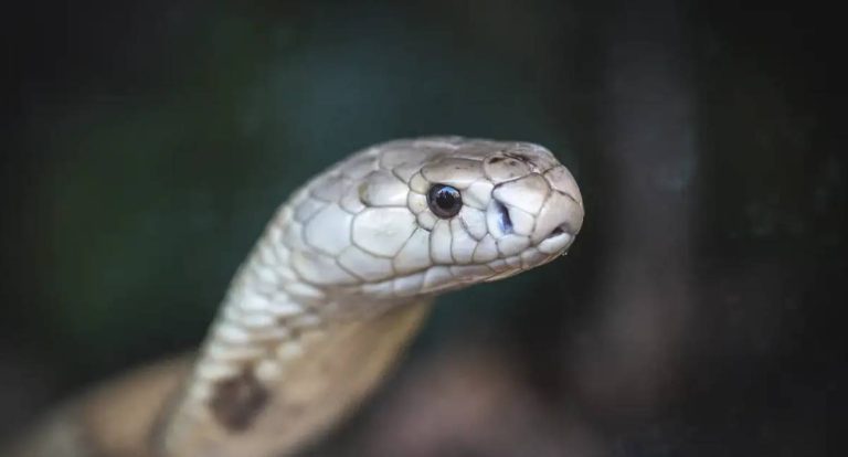 Substituição de roedores em testes antiveneno de jararacas é premiada