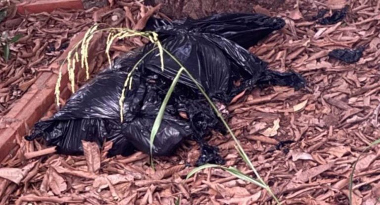 Violência contra animais aumenta em Colorado do Oeste por falta de punição