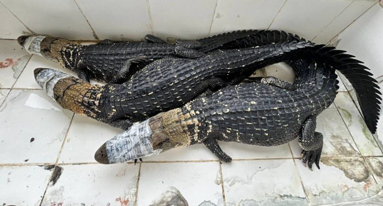 Abate teste liberado pelo ICMBio para exposição destaca manejo sustentável de jacarés