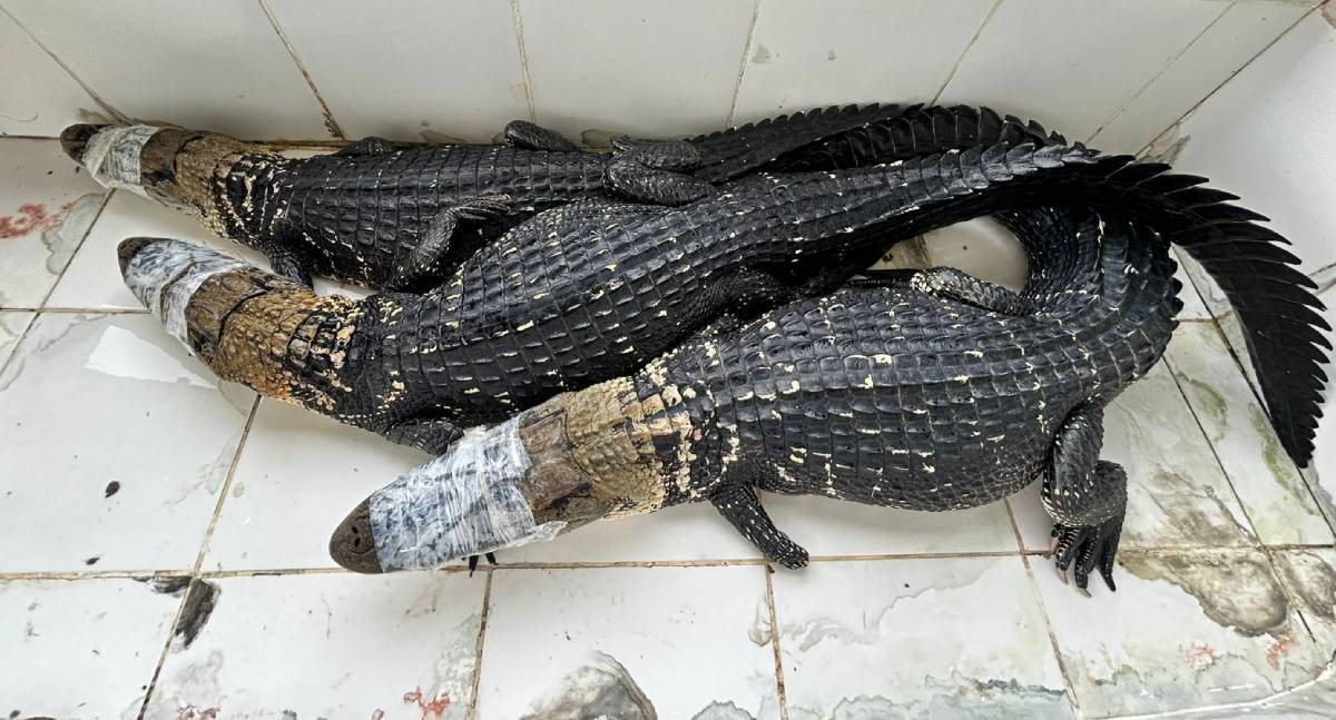 Abate teste liberado pelo ICMBio para exposição destaca manejo sustentável de jacarés