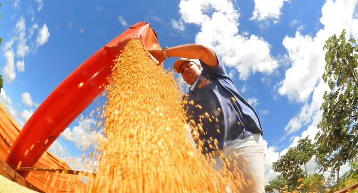 Agropecuária impulsiona o crescimento do PIB em oito estados brasileiros