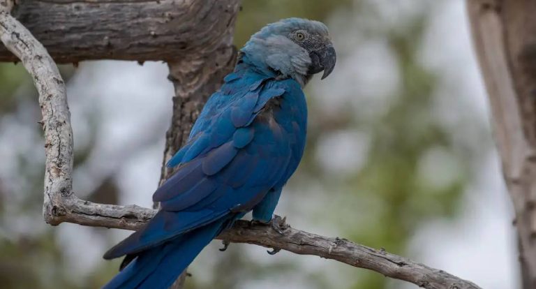 Ararinhas-azuis recapturadas têm vírus detectado