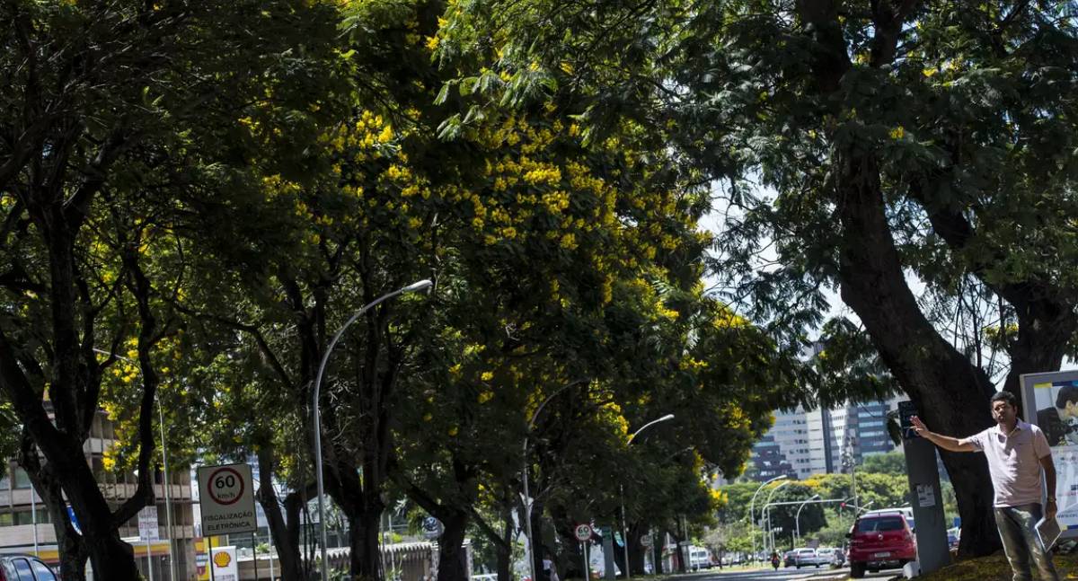 Brasil lança Plano Nacional de Arborização Urbana na COP30 com meta de 65% de população em ruas arborizadas