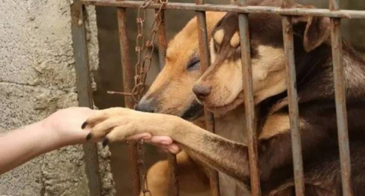 Cães abandonados sem água e comida são resgatados após denúncia