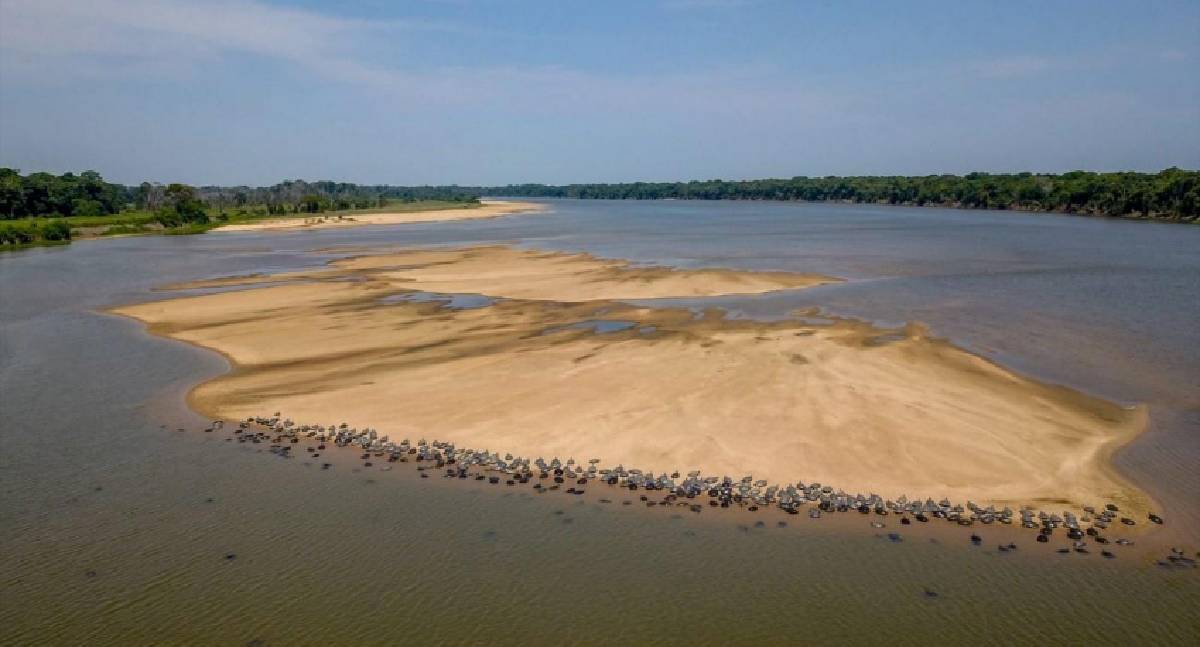 Cheia histórica do Rio Guaporé desafia desova das tartarugas e acende alerta ambiental em Rondônia