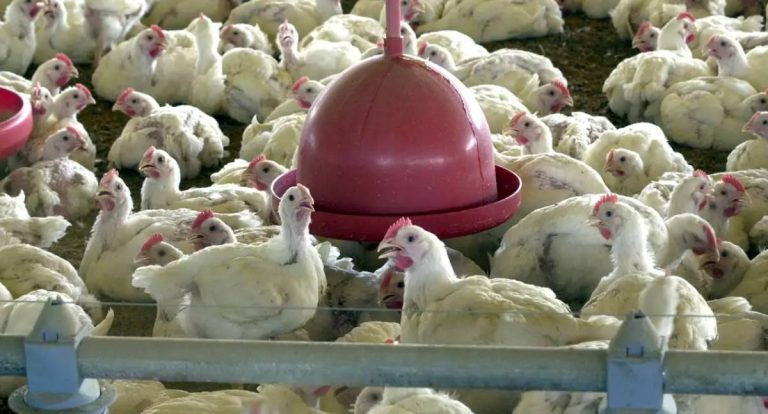 China suspende proibição e retoma compra de carne de frango do Brasil