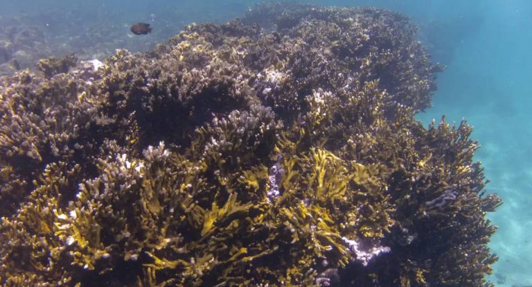Coalizão Corais do Brasil é lançada na COP30 para proteger recifes