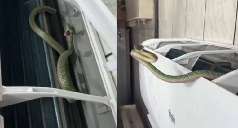 Cobra é flagrada dentro de ar-condicionado de rádio em RO