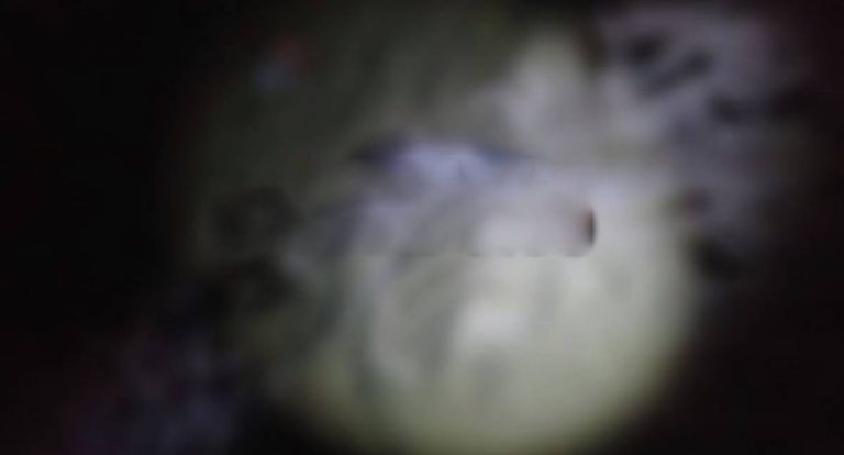 Corpo é encontrado parcialmente enterrado e com perfurações nas costas em RO