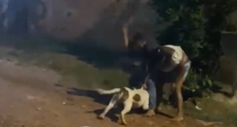 Criança é socorrida após ser atacada por cão pitbull na zona norte