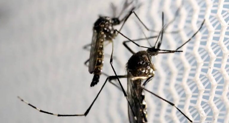 Dia D de combate ao Aedes aegypti ocorre neste sábado em todo o país