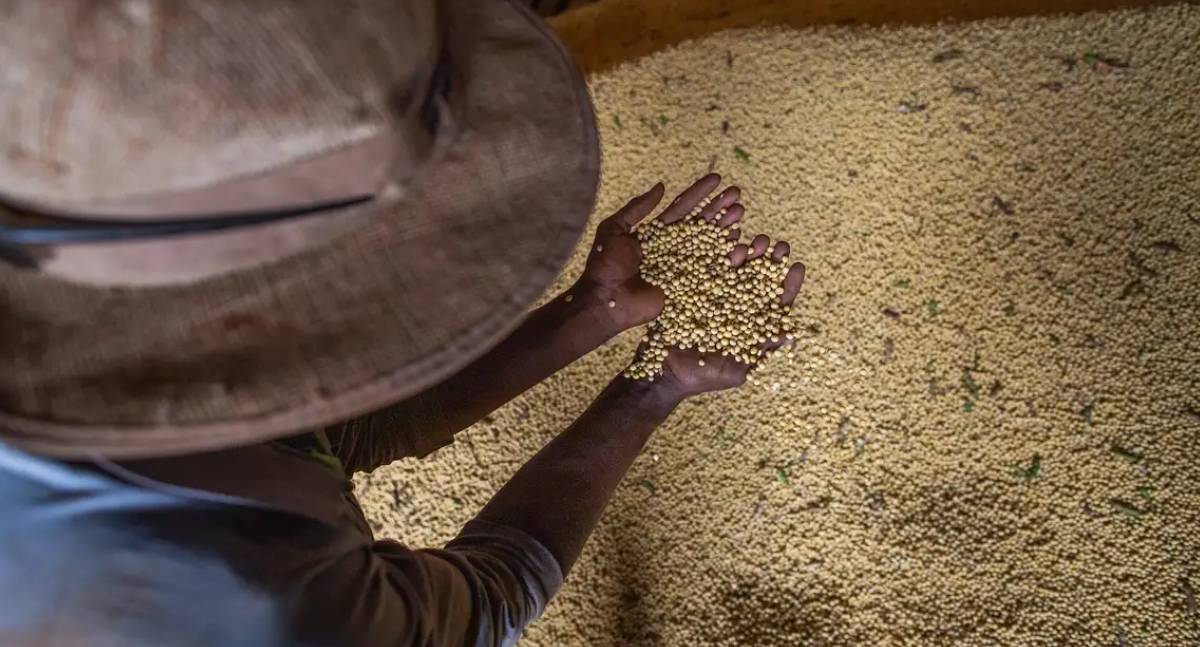 Embrapa lança livro sobre produção sustentável em meio à mudança climática