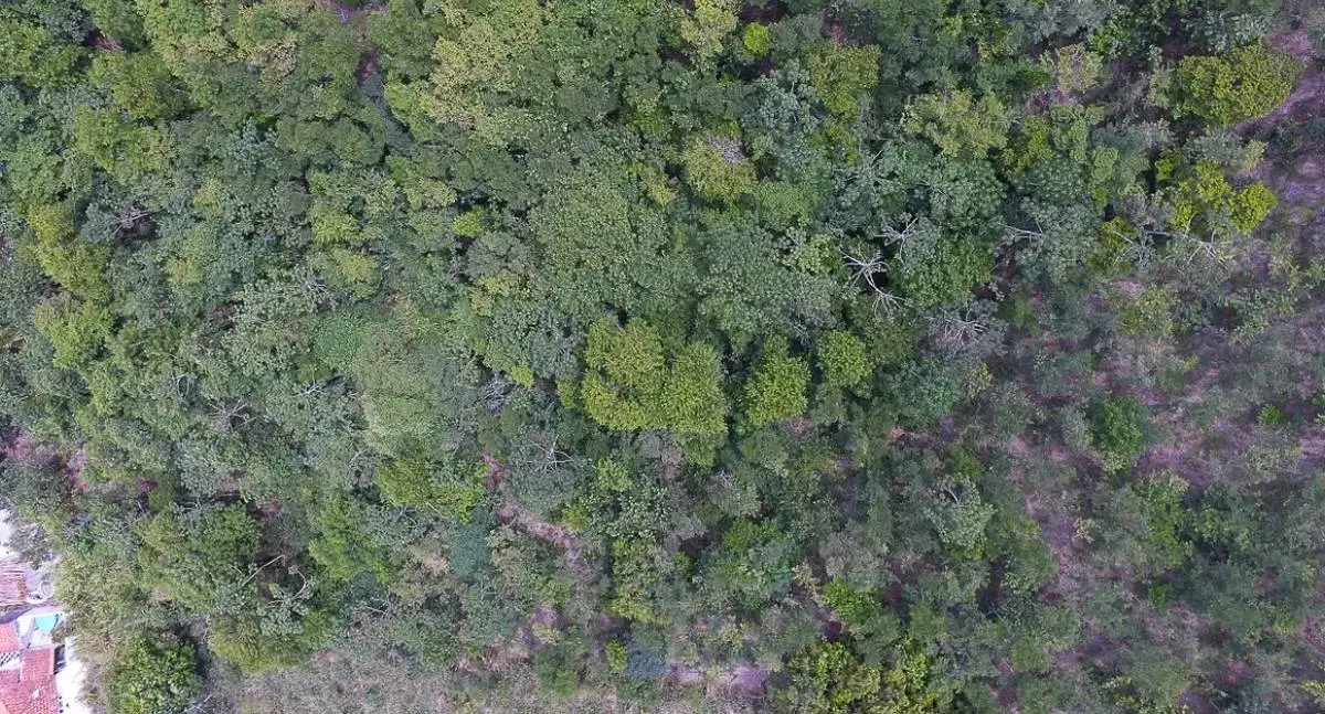 Exposição digital revela a vida e a resistência nos seis biomas brasileiros