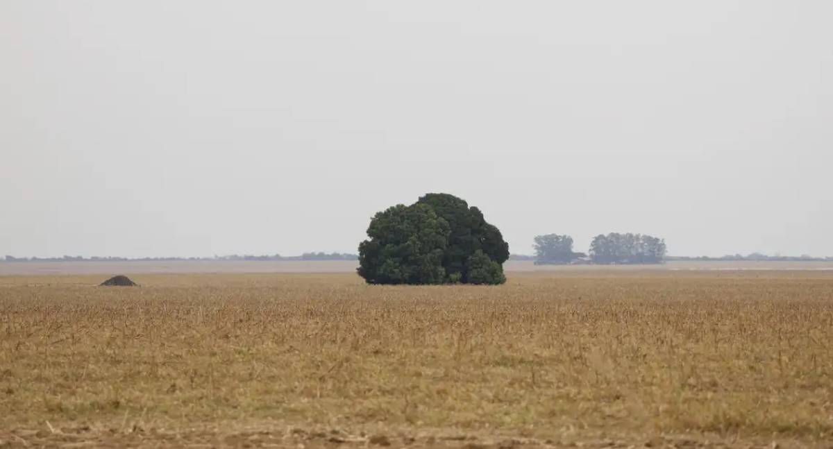 Fronteira Cerrado: o dilema entre o agronegócio, desenvolvimento e destruição
