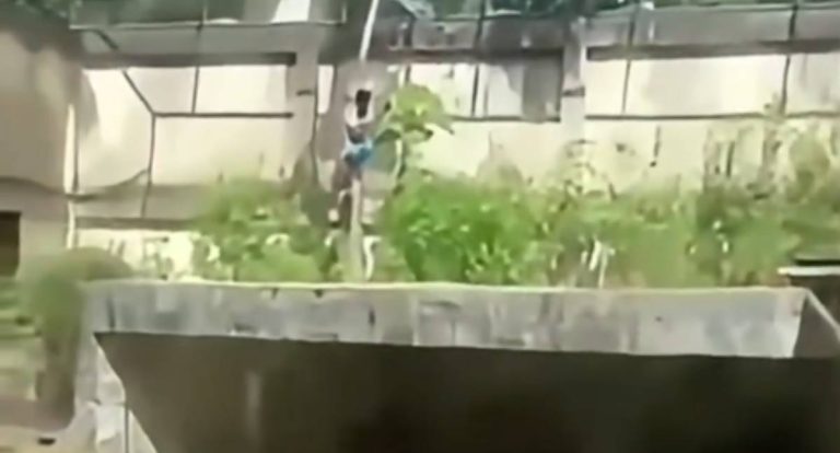 Homem morre após invadir jaula de leoa em zoológico na Paraíba