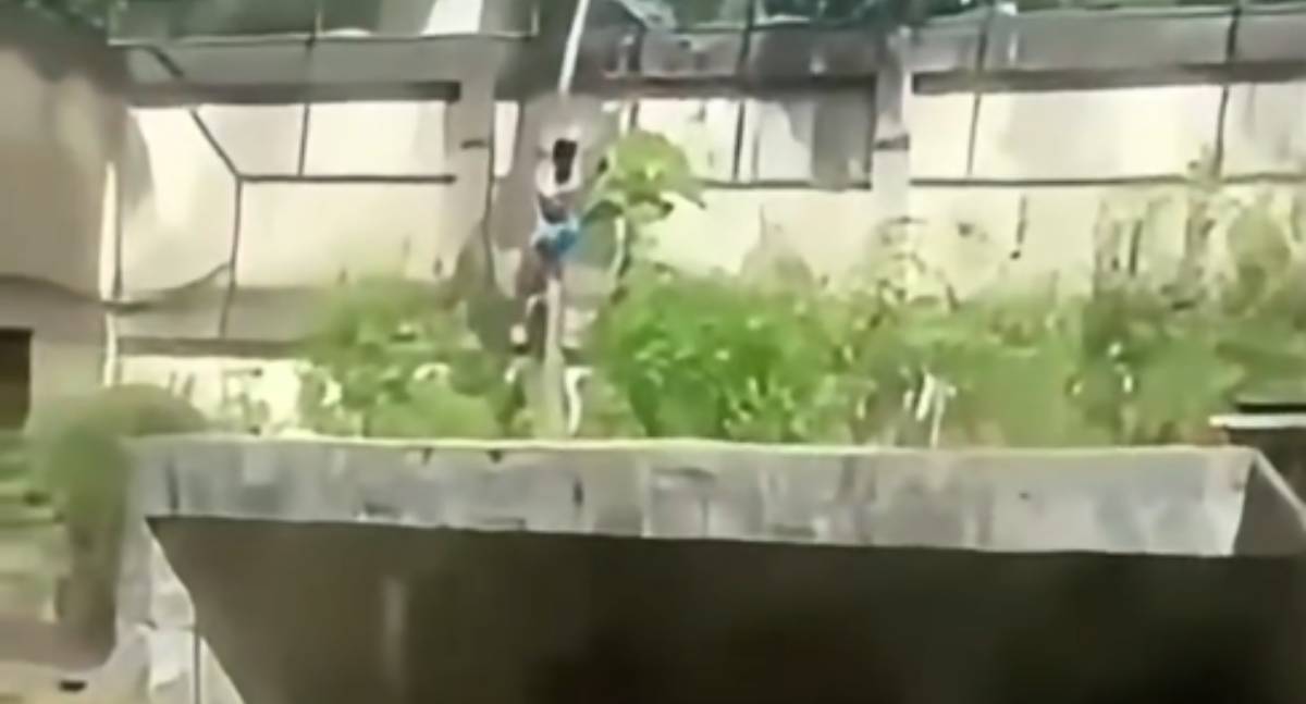 Homem morre após invadir jaula de leoa em zoológico na Paraíba