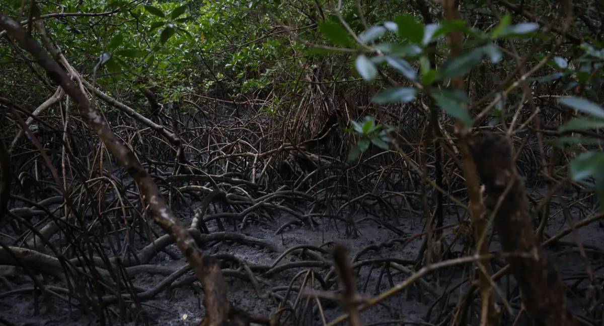 Manguezais ganham pacto global com adesão de 46 governos