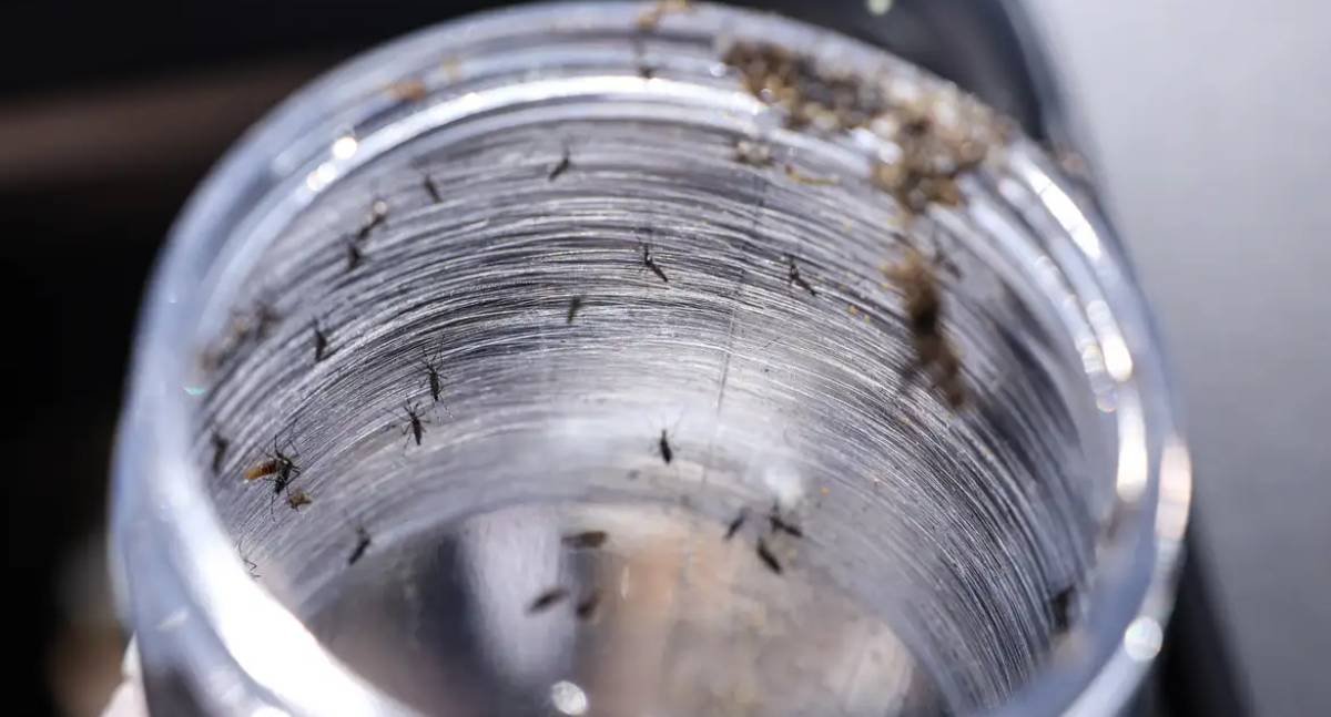 Ministério da Saúde intensifica mobilização nacional contra a dengue