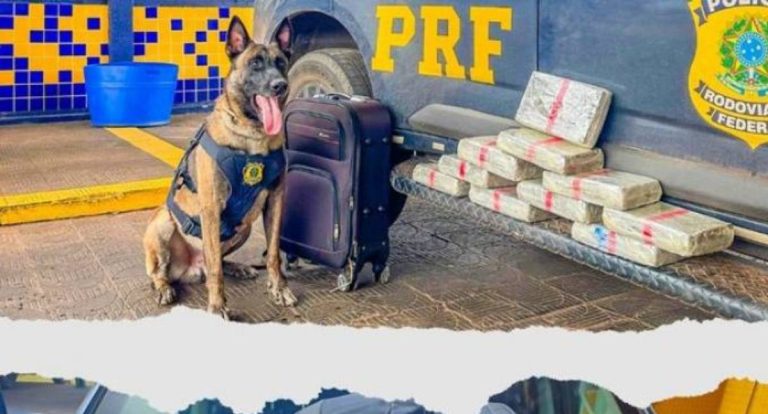 Mulher que embarcou em Vilhena é presa com 10,5 kg de skunk em Mato Grosso