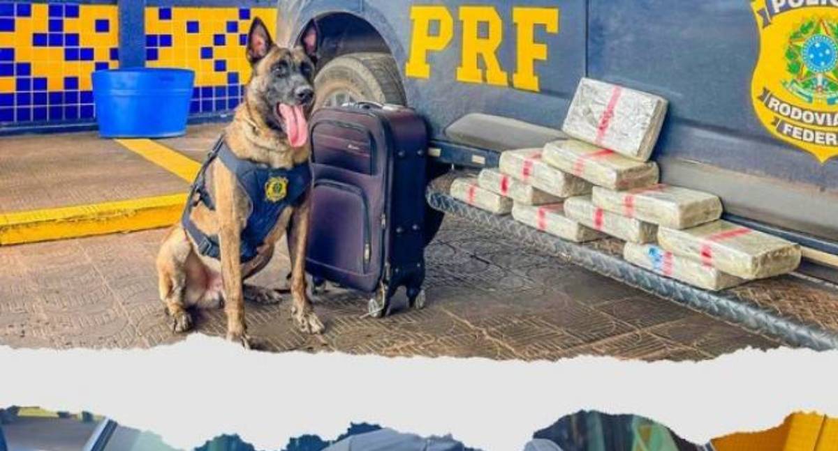 Mulher que embarcou em Vilhena é presa com 10,5 kg de skunk em Mato Grosso