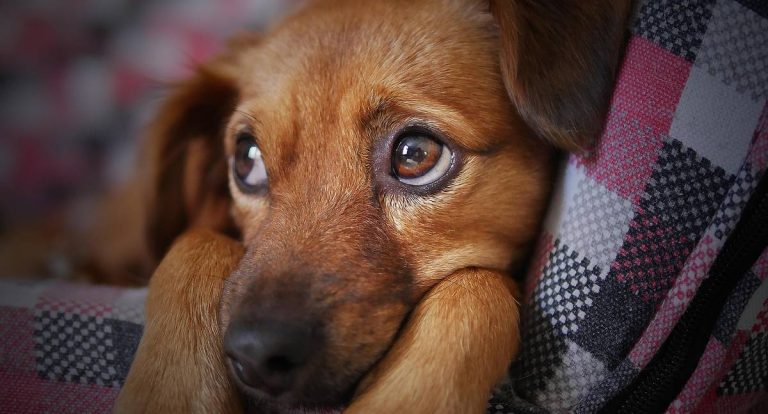 O que as convulsões revelam sobre a saúde dos cães