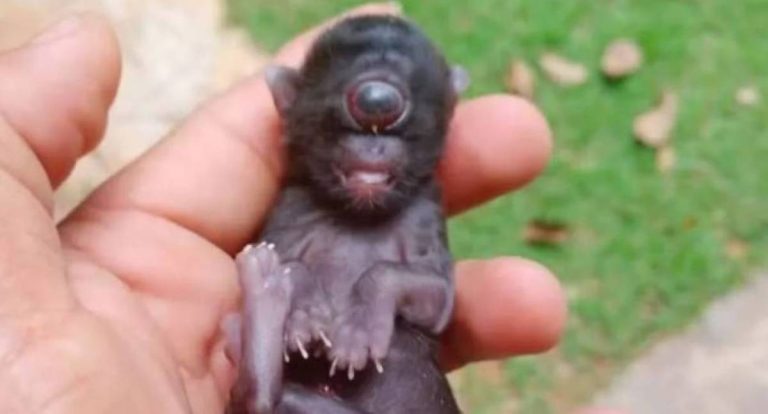 O que é ciclopia? Doença rara faz gato nascer com um olho só em Rondônia