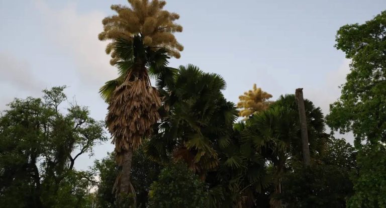 Palmeiras Talipot florescem após 60 anos no Aterro