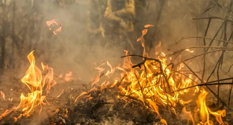 Pantanal é o bioma mais atingido pelo aumento da temperatura no país