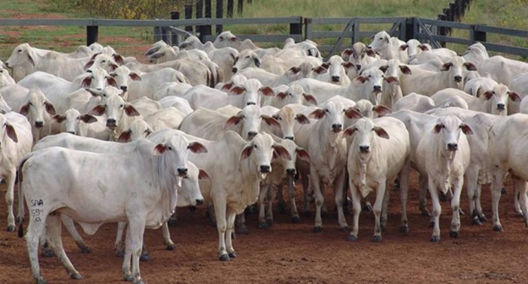 Polícia Civil de Jaru descarta furto de 88 cabeças de gado; animais foram vendidos pelo filho do produtor