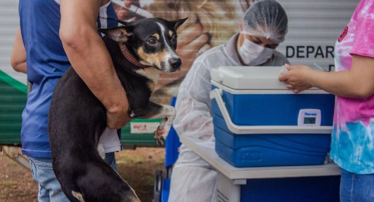 Porto Velho realiza campanha antirrábica neste sábado