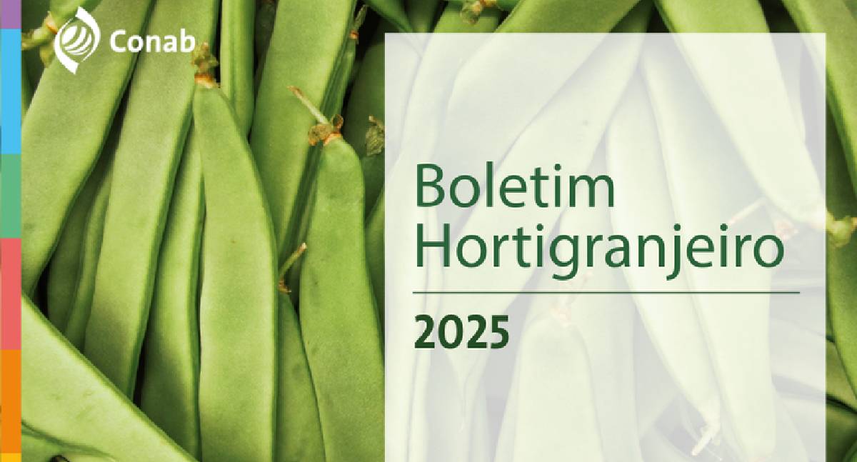 Preços da cenoura recuam no início de novembro, aponta Conab