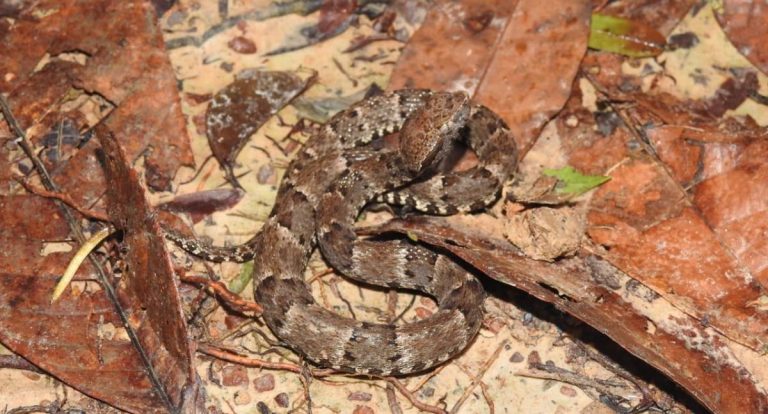 Prefeitura alerta para aumento de animais peçonhentos em Porto Velho durante o período chuvoso