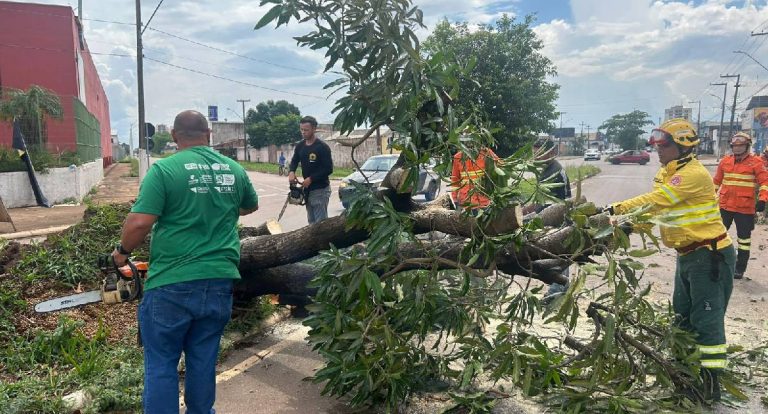 Prefeitura atua rapidamente na remoção de árvores caídas após temporal em Porto Velho