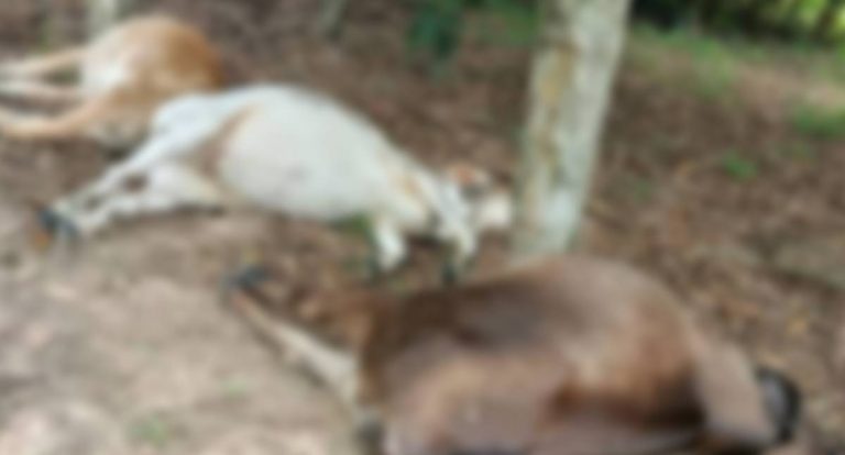 Queda de raio na zona rural de Cabixi mata animais e gera prejuízo