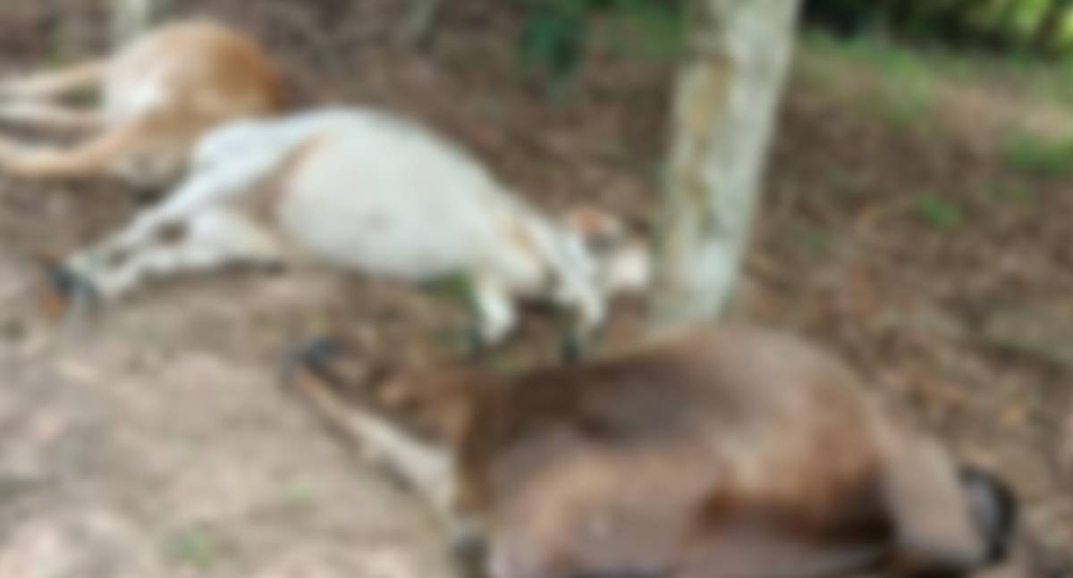 Queda de raio na zona rural de Cabixi mata animais e gera prejuízo